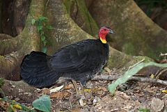 Australian Brushturkey